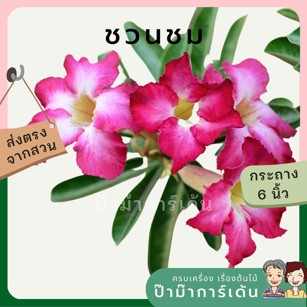 มุมมอง 2