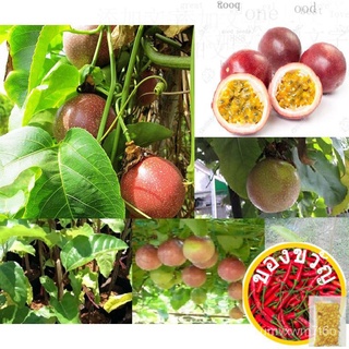 ท้องถิ่นเช่นสต็อก50จากPcsต้นกล้าผลไม้สีแดงรักผลไม้เมล็ดผลไม้Buah Buahan Biji Benih Pokok Buผักกาดหอม/ผักชี/มะละกอ/หมวก/ส