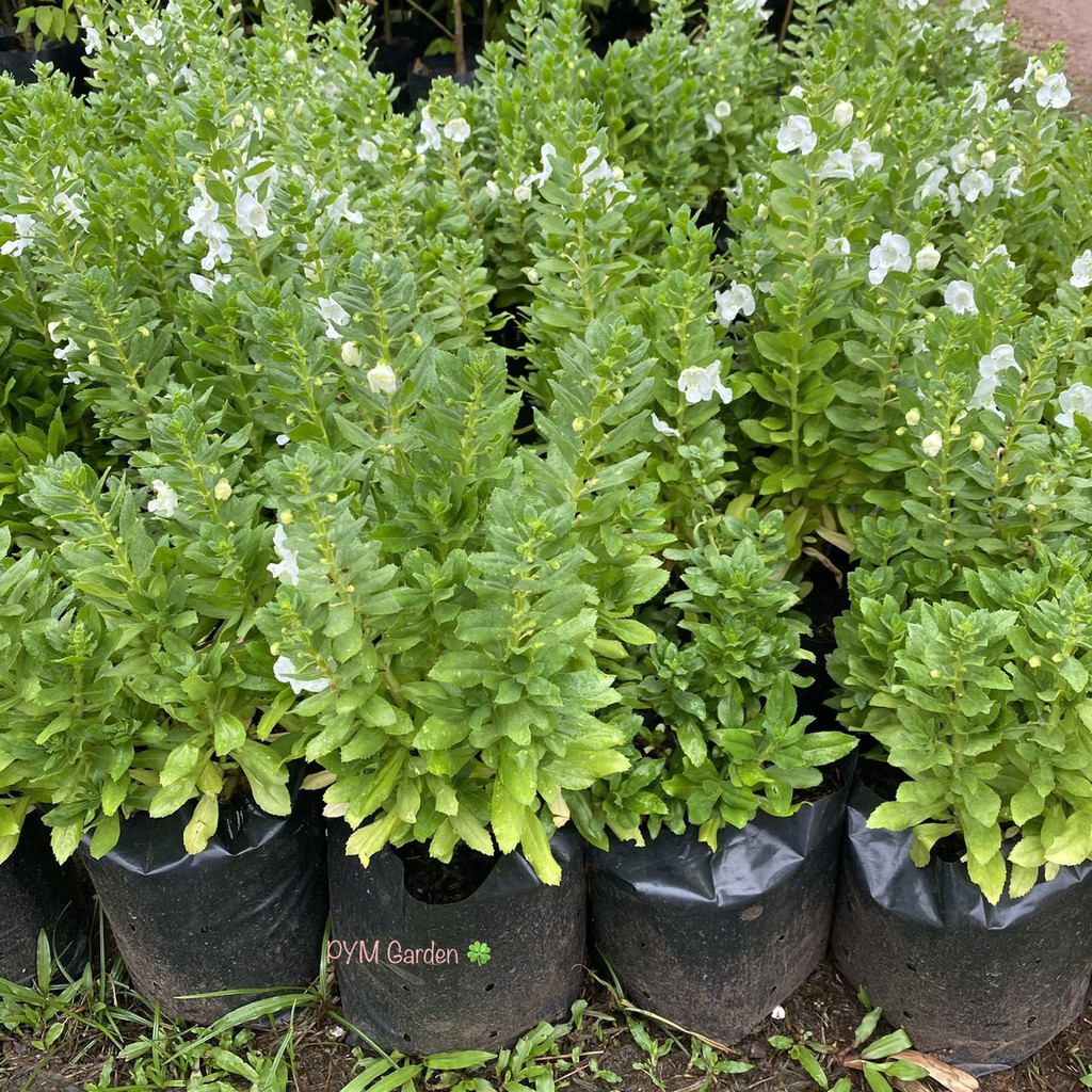 ต้นฟอร์เก็ตมีน็อต (Forget Me Not) ดอกสีขาว ไม้ดอกชื่อความหมายดี ดอกไม้สัญลักษณ์แห่งความรัก (ส่งใหม่ฟรี หากสินค้าเสียหาย) ราคา ถูกที่สุด ดีลบีเคเค แกลเลอรีภาพที่ 2