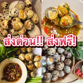 ไข่นกกระทา 40 ฟอง ไข่ลูก 🐣ไข่เวียดนาม ระยะที่2กำลังพอดีกิน🕊🦅🦉