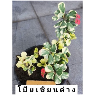 โป๊ยเซียนเเคระใบด่าง ดอกสีแดง  ส่งพร้อมกระถาง 6 นิ้ว