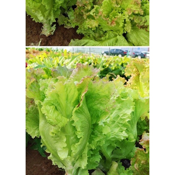 เมล็ดพันธุ์ ผักกาดหอมอิตาลี สีแดงอ่อน (Red Italian Lettuce Seed) บรรจุ 100 เมล็ด หัวใหญ่ กรอบมาก หวาน ราคา ถูกที่สุด ดีลบีเคเค แกลเลอรีภาพที่ 4