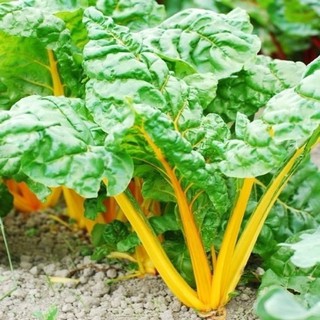 เมล็ดพันธุ์ สวิสชาร์ด สีเหลือง (Golden Swiss Chard Seed) บรรจุ 20 เมล็ด