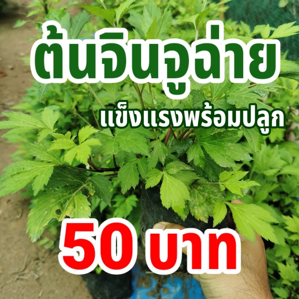 ต้นจิงจูฉ่าย ถุงใหญ่ ถุงละ 50 บาท ต้นโต แข็งแรงพร้อมปลูก จิงจูไฉ่ จินจูฉ่าย สมุนไพร ต้านโรคมะเร็ง