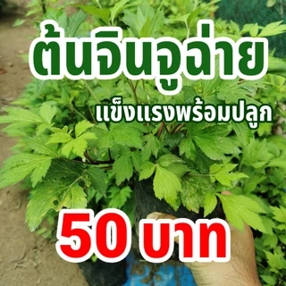 ต้นจิงจูฉ่าย ถุงใหญ่ ถุงละ 50 บาท ต้นโต แข็งแรงพร้อมปลูก จิงจูไฉ่ จินจูฉ่าย สมุนไพร ต้านโรคมะเร็ง