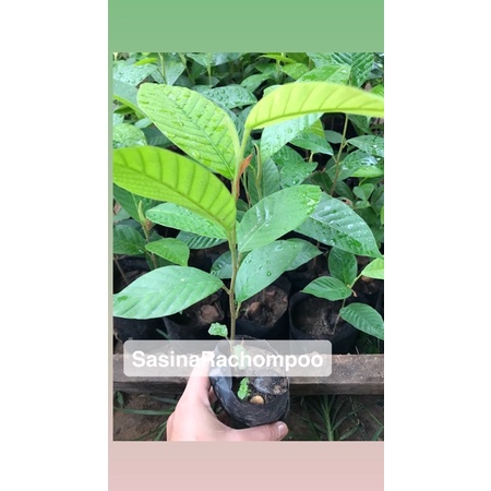 🌱ต้นยางนาใส่เชื้อเห็ดระโงก สูง23-25เซน