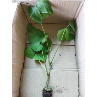 ต้นกล้าหมามุ่ยอินเดีย(Mucuna pruriens) ถั่วเวลเวท(Velvet bean)สมุนไพรเพิ่มสมรรถภาพทางเพศใช้บำรุงกำลัง พร้อมปลูก