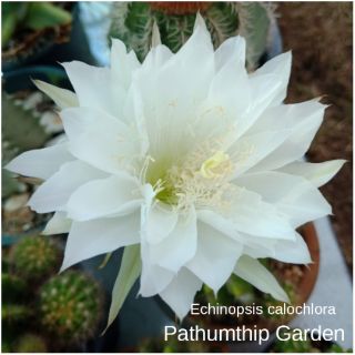 Echinopsis calochlora กระบองเพชร กระถาง 2" ทั้งกอ