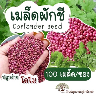 เมล็ดผักชี 100 เมล็ด , ผักชี .coriander seed