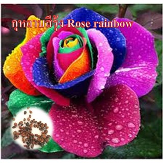 ขายเมล็ดกุหลาบสีรุ้ง Rose rainbow 30เม็ด