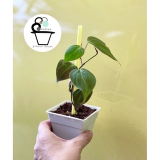 พลูสนิมPhilodendron hederaceum micans