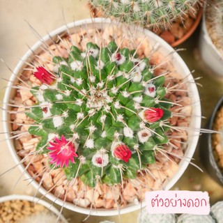 Mammillaria Compressa แมมคอมเพรสซ่า แคคตัส กระบองเพชร