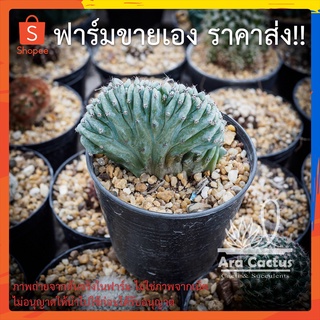 สวนขายเอง! ตอบลูคริส Myrtillocactus geometrizans ไซส์กระถาง 3 นิ้ว แคคตัส กระบองเพชร ต้นไม้ประดับ อวบน้ำ แคนตัส