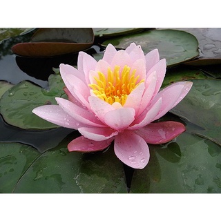 100 เมล็ด เมล็ดบัว สีชมพู นำเข้า บัวนอก สายพันธุ์เมล็ดบัว Waterlily Nymphaea Seeds