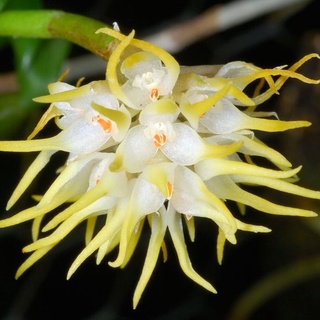 กล้วยไม้สวยๆ สิงโต เอื้องดอกไม้ไฟจิ๋ว สีเหลือง ขาว Bulbophyllum congestum 1 กระถาง