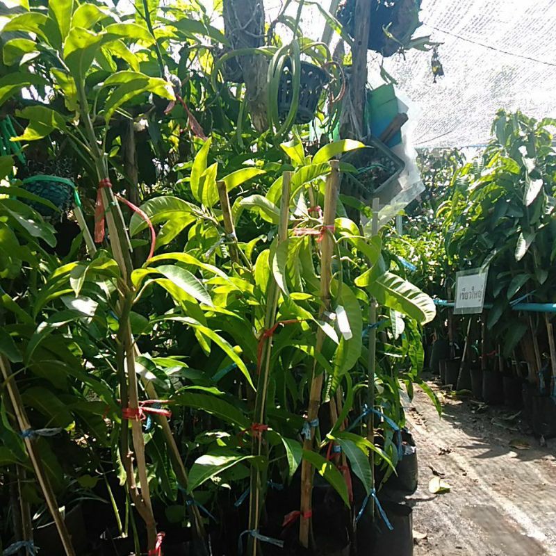 มะม่วงหงเซียงหยา หรืองาช้างแดง สูง100ซม. - รูปที่ 2