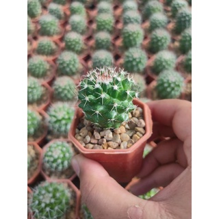 แมมโฉมสกาว Mammillaria karwinskiana Mart.🌵♈🌵♈🌵