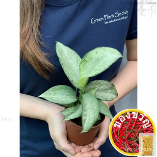 GPS Green Plant Society live plant Dieffenbachia Silver (US Money Plant) สหรัฐอเมริกาเอเวอร์กรีน内裤/木瓜/种子/男装/上衣/文胸/玫瑰/裙子/