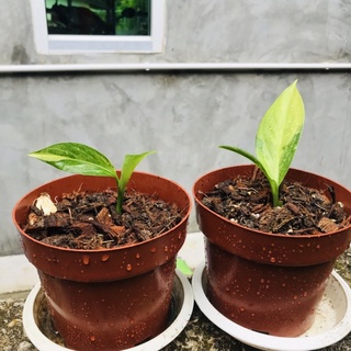 เศรษฐีวิลสันด่าง (กุมภาพันธุ์64)