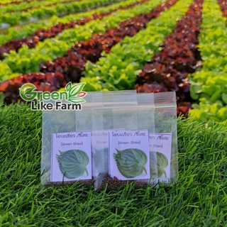 เมล็ดพันธุ์ ใบโอบะ หรือ ใบชิโสะ ( Green Shiso ) บรรจุซอง 150 - 200 เมล็ด