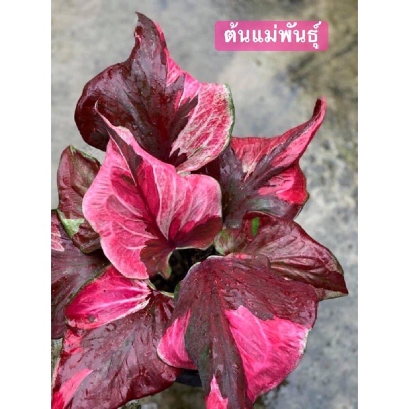 ต้นบอนสีชื่อองค์หญิงทอฝัน