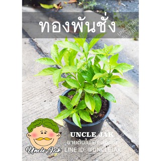 ทองพันชั่ง ต้นทองพันชั่ง  สมุนไพรดูแลผิว-ผม พร้อมปลูกรากเดินดีแล้ว กระถาง5.5-6นิ้ว