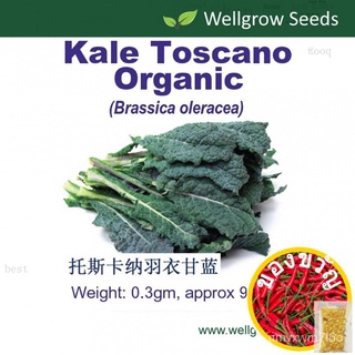 Kale Toscano Organic (0.3gm, approx 90sds) ในตอสกานาคะน้า Vegetable Seeds Wellgrow Seeds儿童/通心菜/seeds/内裤/花园/帽子/文胸/生菜/上衣/种