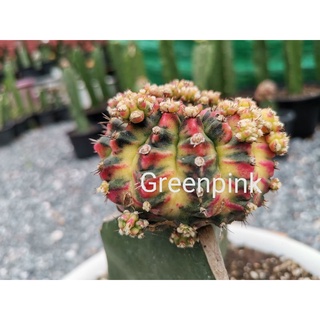 No.ม3 -​ โมโมทาโร่ แม่พันธุ์​ 1 ต้น ตรงปก MOMOTARO GYMNO​ GYMNOCALYCIUM​ Cactus แคคตัส กระบองเพชร ไม้อวบน้ำ ไม้กราฟ