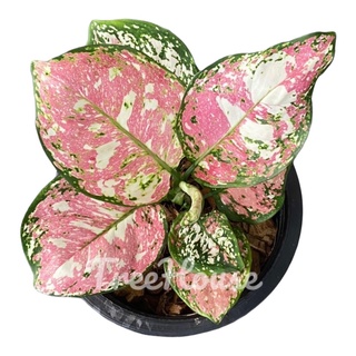 อัญมณีสามสี 5-6 ใบ (Aglaonema tricolor) กระถาง 6 นิ้ว อัญมณี 3 สี