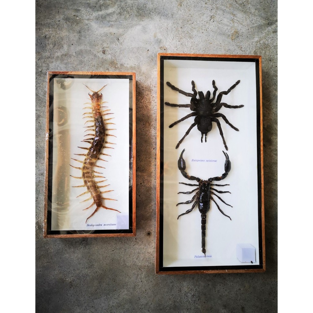 ตะขาบ แมลงตัวอย่าง แมลงให้ศึกษา ของสะสม ของขวัญ ของตกแต่งบ้าน แขวนผนัง ราคาถูก พร้อมส่ง Real Centipede Scolopendra