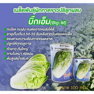 เมล็ดพันธุ์ผักกาดขาวปลี บิ๊กเอ็ม ขนาด 100-450 กรัม