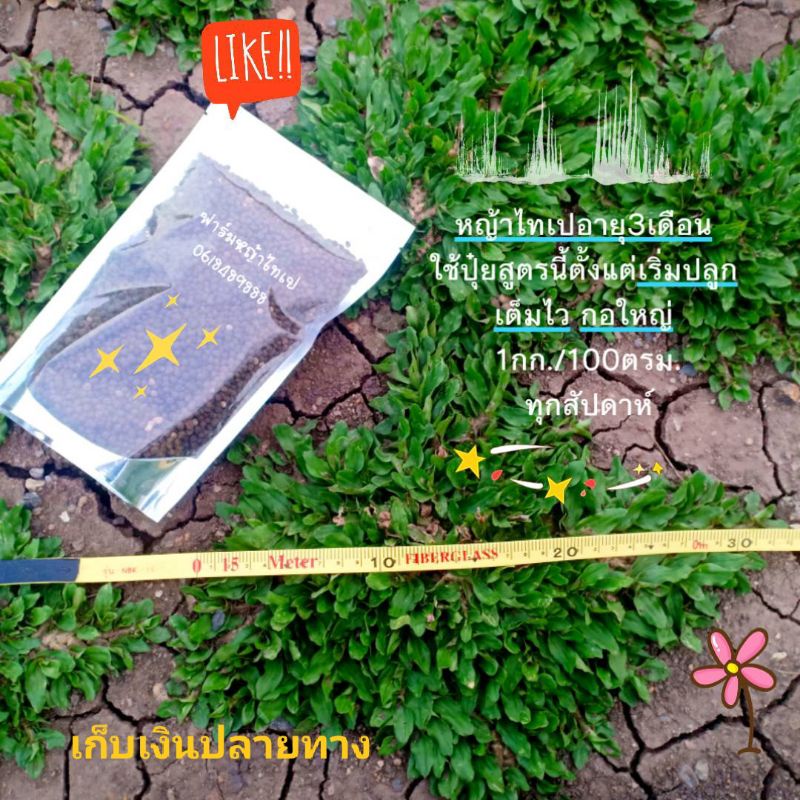 ปุ๋ยสำหรับหญ้าไทเประยะ3เดือนแรก เก็บเงินปลายทางได้