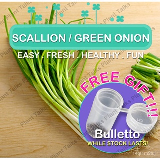 Spring Onion Seeds / Scallion Seeds / Seeds High Qualityแม่และเด็ก/seeds/สวน/กางเกง/กระโปรง/กุหลาบ/แอปเปิ้ล/ผักกาดหอม/ผู