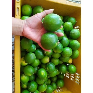 มะนาวไร้เมล็ด( พันธุ์ตาฮิติ ) 🍋เปลือกบาง น้ำเยอะ เก็บสดใหม่ทุกออเดอร์❌ อ่านรายละเอียดก่อนสั่งซื้อนะคะ