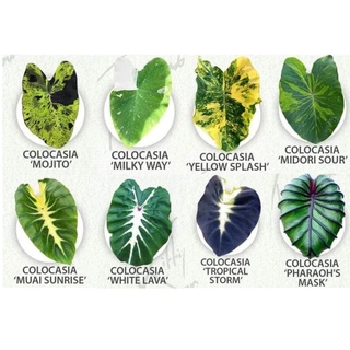 Colocasia ยอดฮิต ราคาถูก