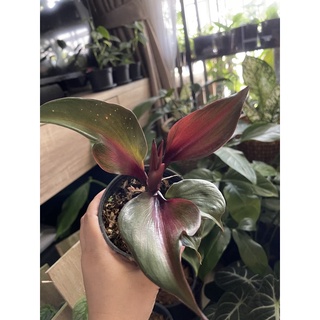 philodendron red heartฟิโลเดนดรอนเรดฮาร์ท