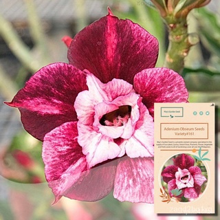 จุดเมล็ดDouble Petals Dark Red White Desert Rose Seeds - Variety #161กุหลาบ/เสื้อ/ดอกไม้/ผักกาดหอม/กระโปรง/กางเกง/เมล็ด/