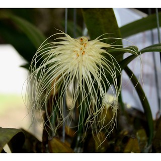 กล้วยไม้สิงโตดอกไม้ไฟ Bulbophyllum medusae 1 plant