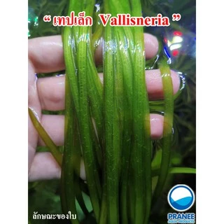 เทปเล็ก Vallisneria ต้นไม้น้ำพร้อมปลูก ต้นไม้ตกเเต่งตุ้ปลา