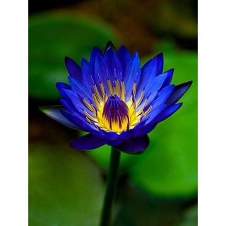 100 เมล็ด เมล็ดบัว สีน้ำเงิน นำเข้า บัวนอก สายพันธุ์เมล็ดบัว Waterlily Nymphaea Seeds