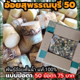 พันธุ์อ้อยสุพรรณบุรี​ 50​ (ชุด​ 50​ข้อตา)​ สายพันธุ์อ้อยคั้นน้ำ​แท้​ 100%