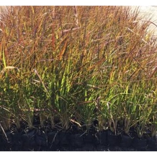 ต้นกล้าหญ้าแดงแม็กซิกันจำนวน8ต้น (Red Fountain grass)🌾🌾🌾🌱🌿