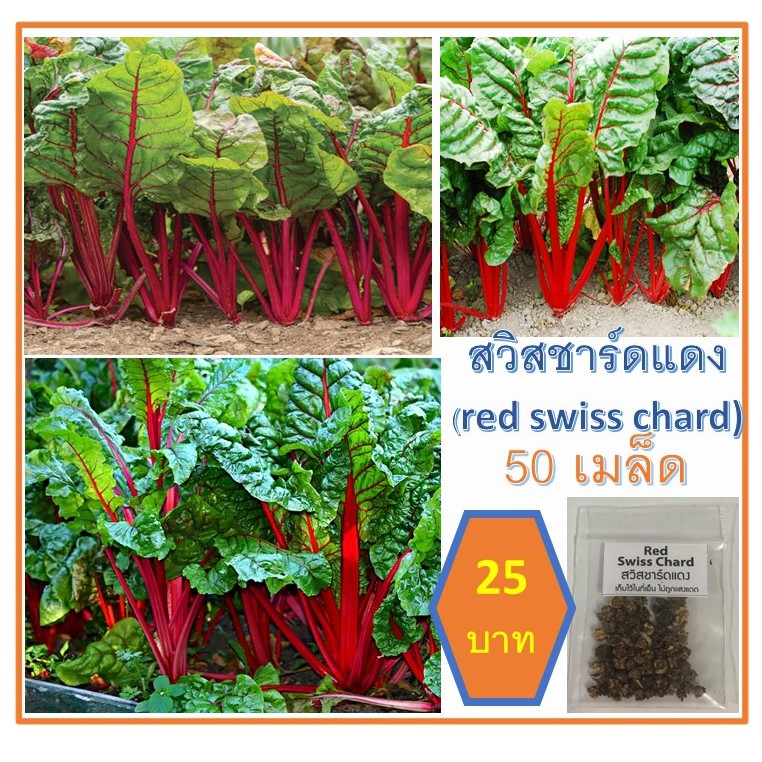 เมล็ดสวิสชาร์ด สวิสชาร์ดสีแดง สวิสชาร์ดรวม 50 เมล็ด 20 บาท