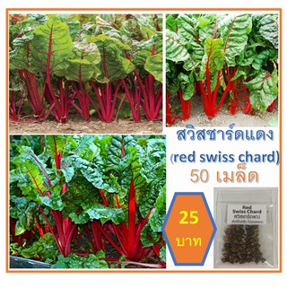 เมล็ดสวิสชาร์ด สวิสชาร์ดสีแดง สวิสชาร์ดรวม 50เมล็ด 25บาท