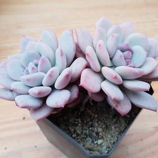 🌸Echeveria Rusby 50pcs.