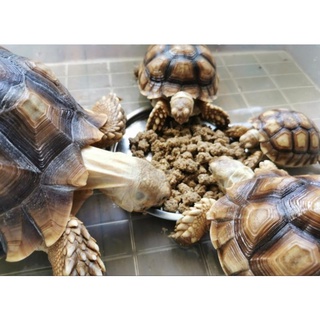 อาหารเต่าบก Pro-Complete Tortoise Food เกรดพรีเมี่ยม (1 kg) ราคา ถูกที่สุด ดีลบีเคเค แกลเลอรีภาพที่ 2
