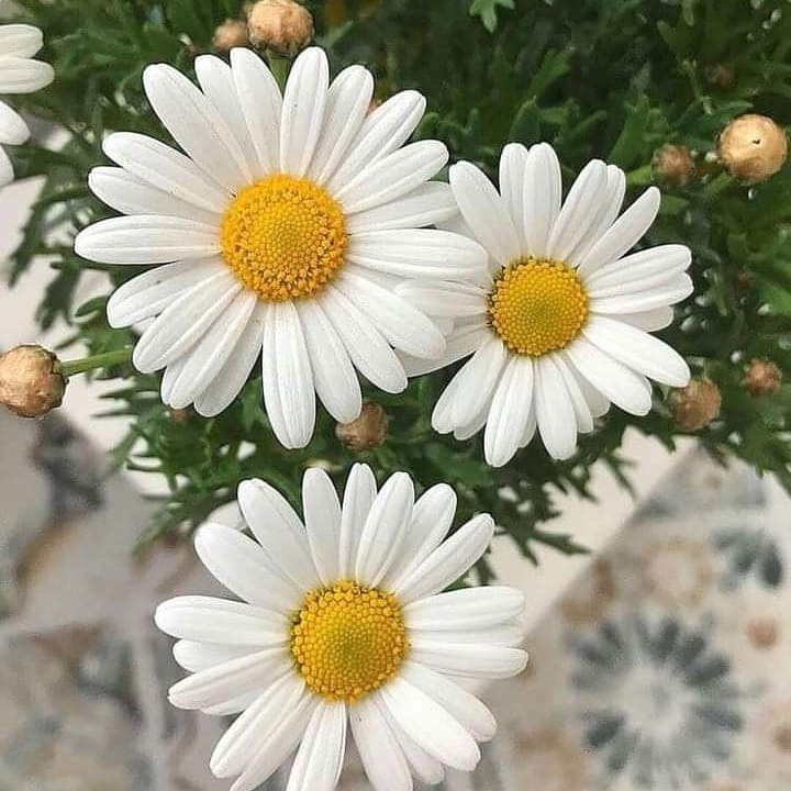 flower_daisy_TH, ร้านค้าออนไลน์ | Shopee Thailand