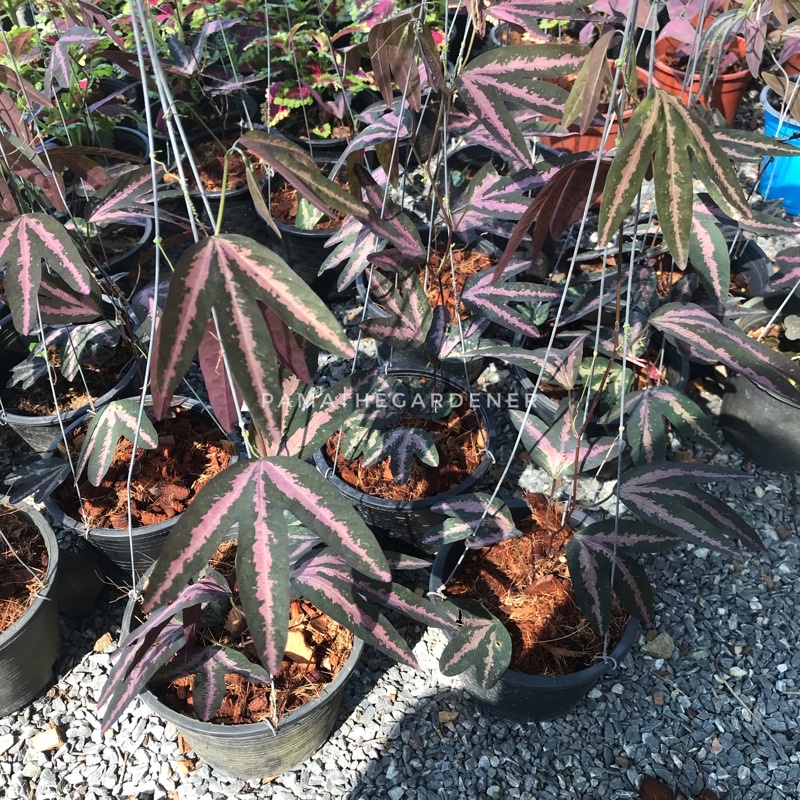 พลูไดโนเสาร์ มาในกระถางพร้อมแขวน