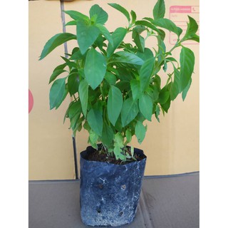 ผักสวนครัวพร้อมปลูก กระเพรา แมงลัก ผักไผ่ ยี่หร่า โหรพา วอเต…