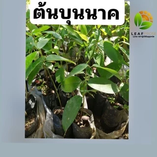 ต้นบุนนาค ต้นไม้ตาย เคลมฟรี ทุกต้น เฉพาะ ระหว่างขนส่ง เท่านั้น บุนนาค สมุนไพร ไม้มงคล ไม้ประดับ